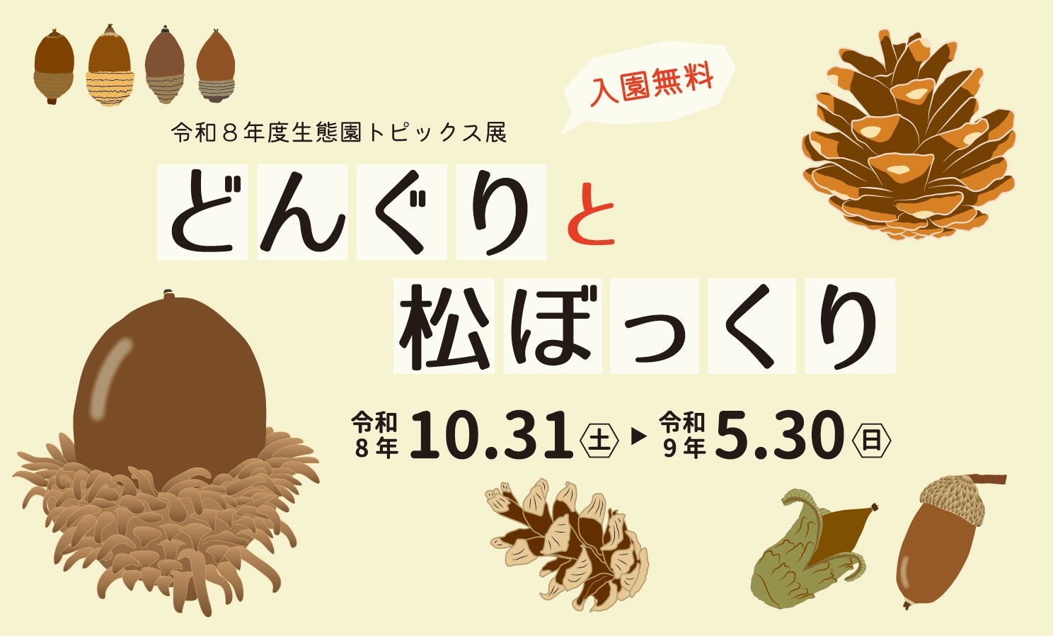 生態園トピックス展　どんぐりと松ぼっくり