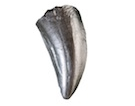 ティラノサウルスの歯