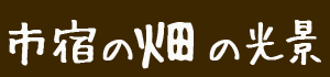 �s�h�̔��̌��i