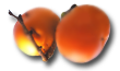 �`�̃C���X�g