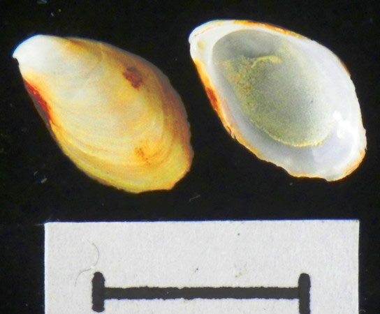 NbKKCßíDreissema rostriformisiJXsCYFCBM-ZM 137169j