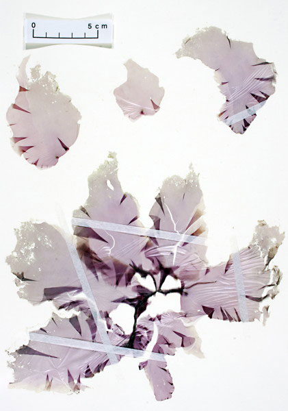 \PA}mW{iCMNH-BA-1390j