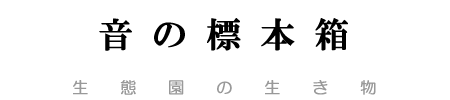 ���̕W�{��