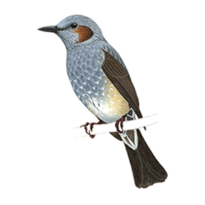 �q���h���̃C���X�g