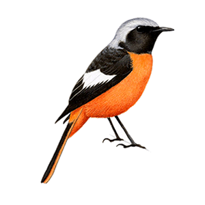�W���E�r�^�L�̃C���X�g