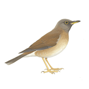 �V���n���̃C���X�g
