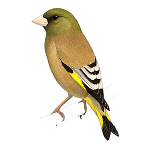 �J�����q���̃C���X�g