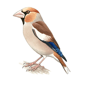 �V���̃C���X�g
