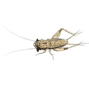 �݂��ǂ����났�̃C���X�g