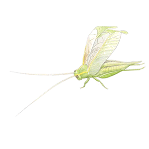 �A�I�}�c���V�̃C���X�g