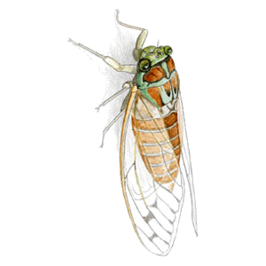 �q�O���V�̃C���X�g