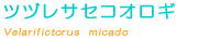 �c�d���T�Z�R�I���M��