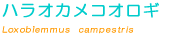�n���I�J���R�I���M��