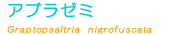 �A�u���[�~��