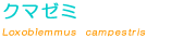 �N�}�[�~��