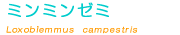 �~���~���[�~