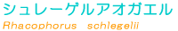 �V�����[�Q���A�I�K�G����