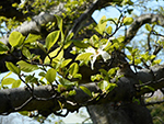 こぶし開花情報2016年