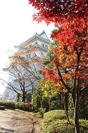2017年10月30日撮影 (関宿城と紅葉)