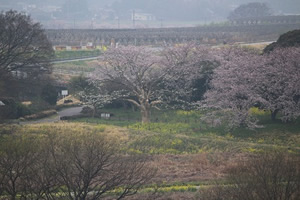 天守閣からの風景(こぶし)