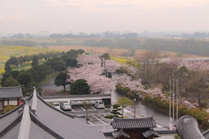 天守閣からの風景(さくら)