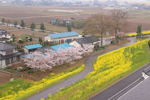 天守閣からの風景(菜の花_桜)