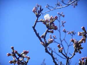 3月24日こぶし開花4