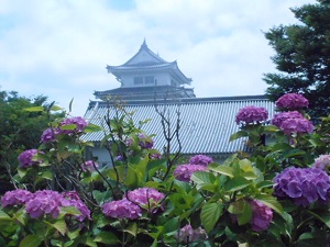 関宿城と紫陽花2