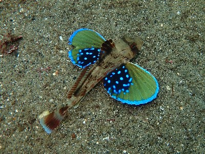ホウボウ_勝浦